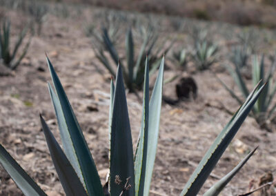 agave azul Oro Azul