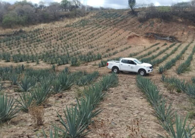 visita agave azul Oro Azul