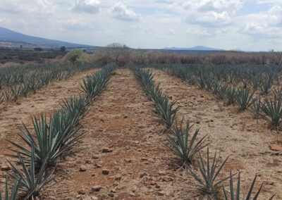sembradío agave azul Oro Azul