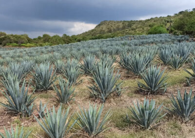 sembradío agave azul Oro Azul