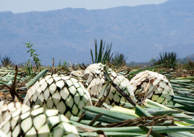 piñas agave azul Oro Azul