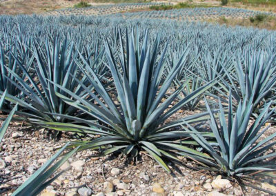 sembradío agave azul Oro Azul