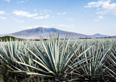 agave azul Oro Azul